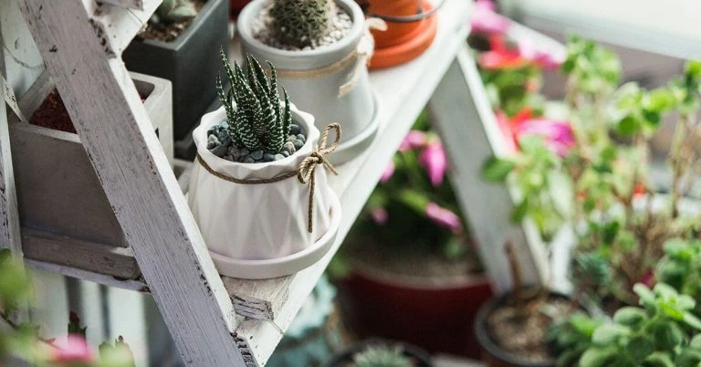 White painted plant pot
