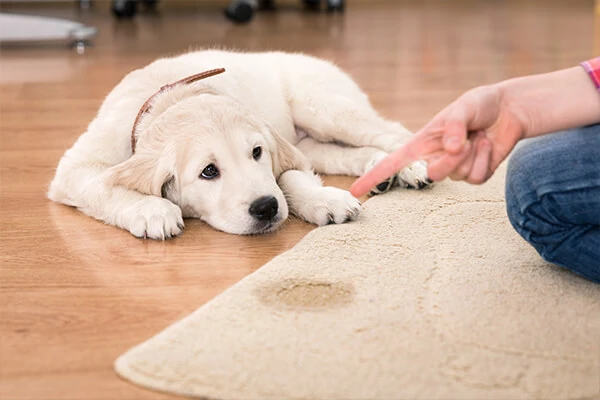 pet friendly home decor ideas